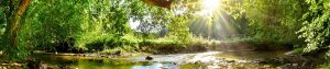Beautiful forest panorama with brook and bright sun shining through the trees © John Smith – stock.adobe.com